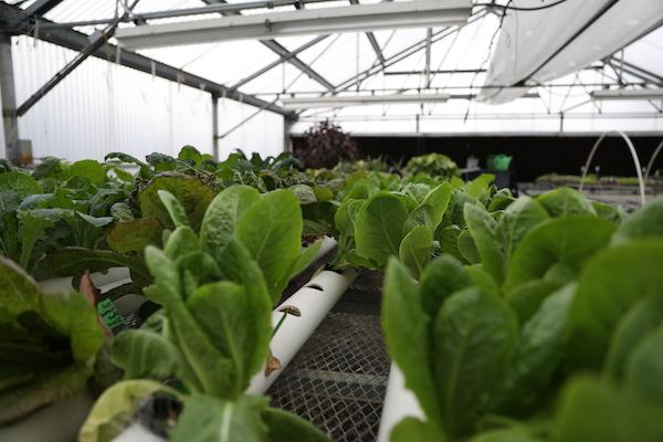 Woodland Greenhouse